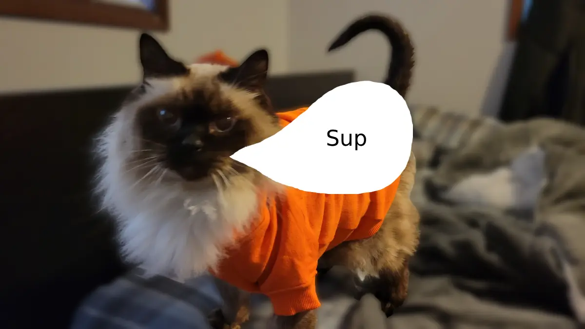 Pizza the cat in his orange shirt looking at the camera with a speech bubble saying sup.